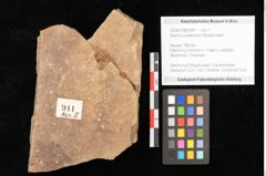Foto (Objekt + Etikett) von Quercus palaeoilex Ettingshausen (NHMW-GEO-2024-0188-0941)